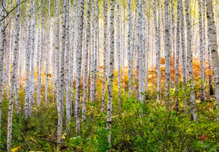 현대사진기획전 ‘색의 속삭임’ — 색으로 감정을 듣다