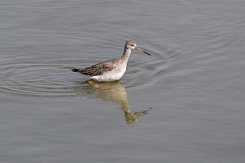 길잃은철새(미조) 큰노랑발도요